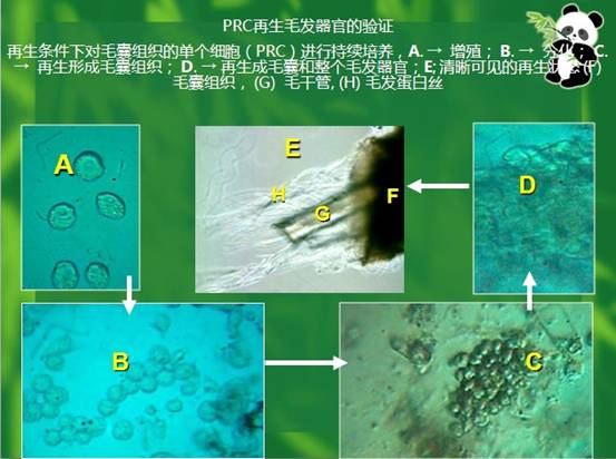 �Ϲ�NG��28(�й���)����Ʒ���������޹�˾