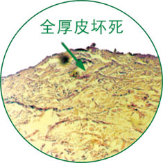 �Ϲ�NG��28(�й���)����Ʒ���������޹�˾