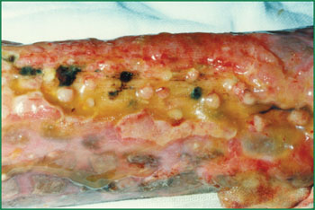 �Ϲ�NG��28(�й���)����Ʒ���������޹�˾